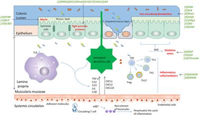 The mechanism of traditional medicine in alleviating ulcerative colitis: regulating intestinal barrier function